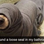 30 Funny Dogs That Will 100% Cheer You Up