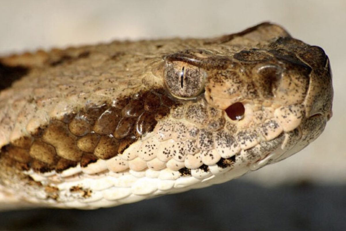 Scientists Say Rattlesnakes Have Devised A Smart Way To Trick Humans | Learn more about the fascinating lives of rattlesnakes.