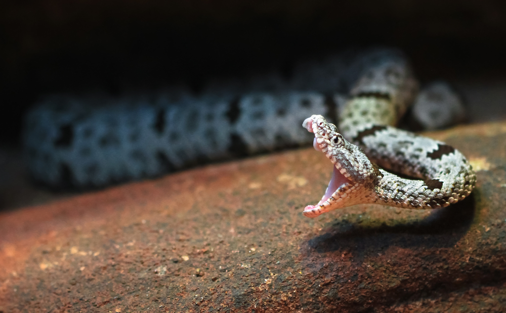 Scientists Say Rattlesnakes Have Devised A Smart Way To Trick Humans | Learn more about the fascinating lives of rattlesnakes.