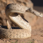Scientists Say Rattlesnakes Have Devised A Smart Way To Trick Humans