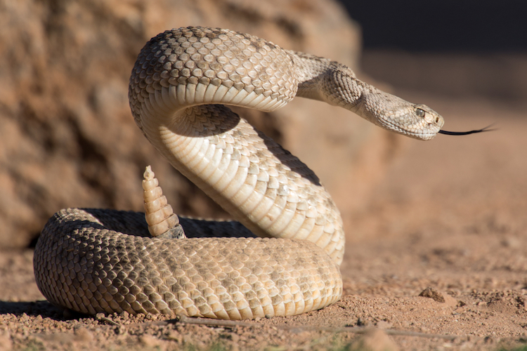 Scientists Say Rattlesnakes Have Devised A Smart Way To Trick Humans