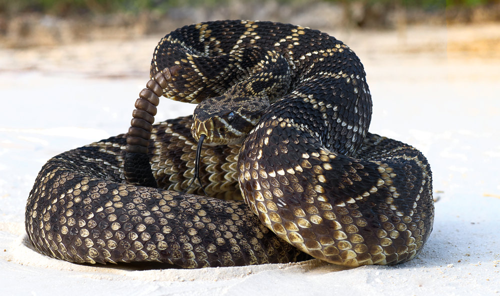 scientists say rattlesnakes have devised a smart way to trick humans | learn more about the fascinating lives of rattlesnakes.