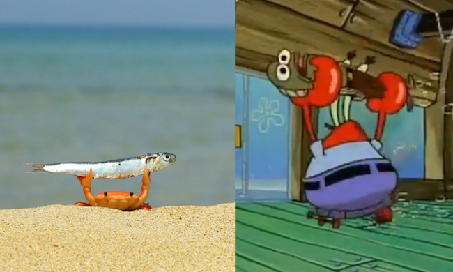 spongebob memes