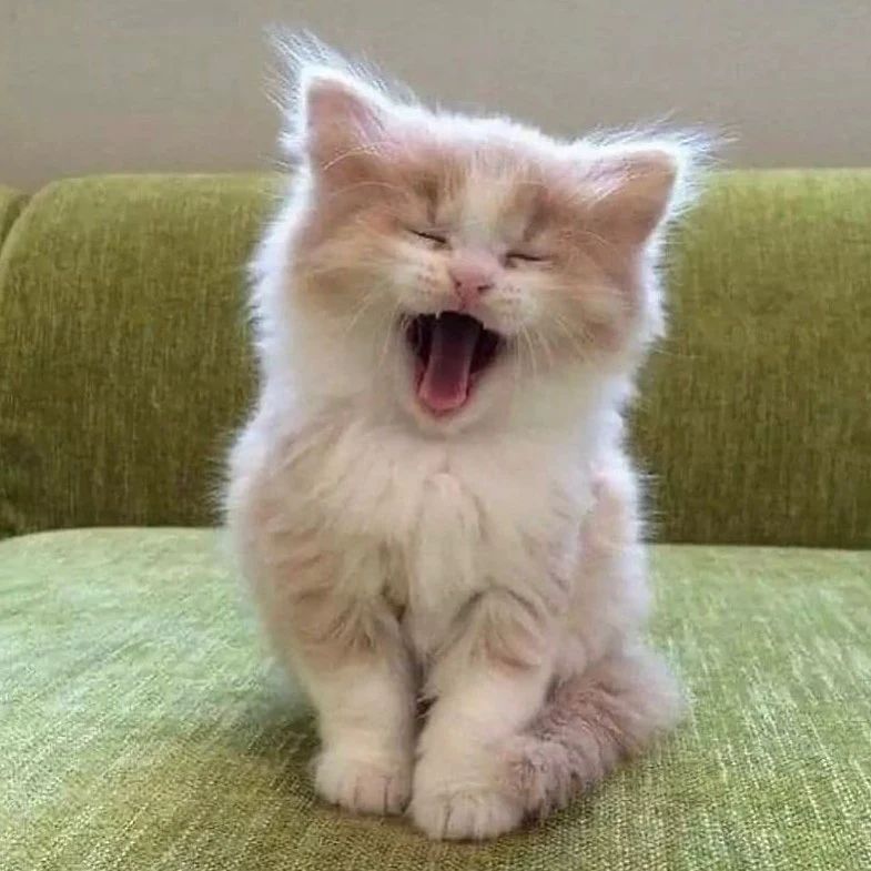 why do we yawn?
