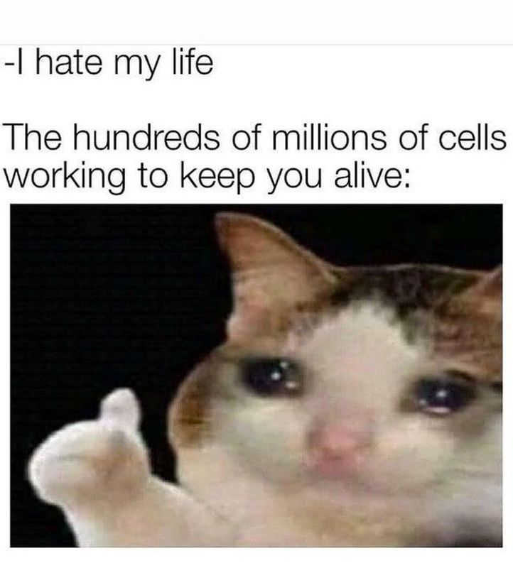 Crying Cat Meme