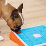 10 Excellent Dog Puzzle Toys That Pups Love to Solve