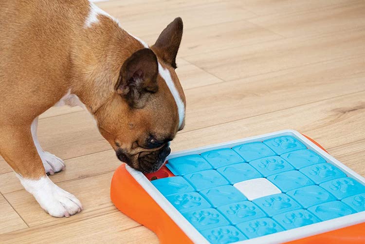 10 excellent dog puzzle toys that pups love to solve