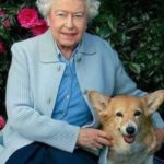 The World Adored Queen Elizabeth’s Love for Her Corgis, Now We Know What Will Happen to Them