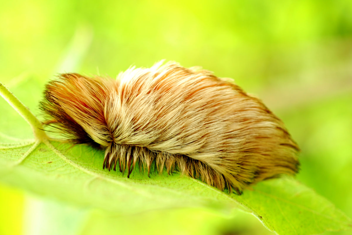 What You and Your Kids Should Know About These Fluffly Caterpillars | From New Jersey to Florida to Texas, caterpillars are no stranger to the woods. However, while many caterpillars are harmless, some of the cutest-looking ones are the most dangerous.