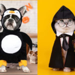 10 Funny Pet Halloween Costumes to Get for Your Fur Baby
