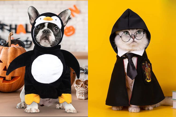 10 Funny Pet Halloween Costumes