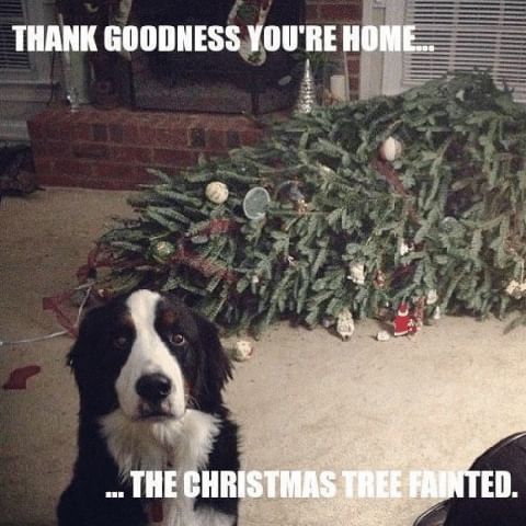 25 Funny Christmas Memes That Will Make You Feel Better If You're Stressed Over the Holidays | Enjoy some holiday humor with these hilarious Christmas memes.