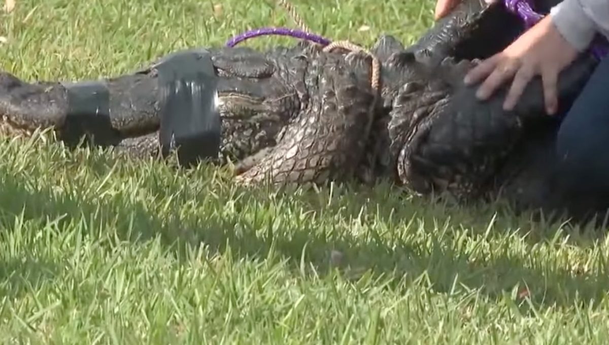 Woman Killed In Alligator Attack While Attempting to Save Her Dog | An 85-year-old woman was killed while walking her beloved dog in a 55-plus living community in Florida on February 20.