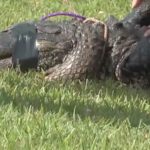 Woman Killed In Alligator Attack While Attempting to Save Her Dog