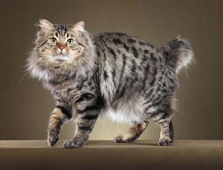 Most Popular Cat Breeds in the US