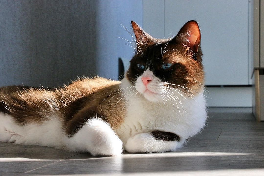 Most Popular Cat Breeds in the US