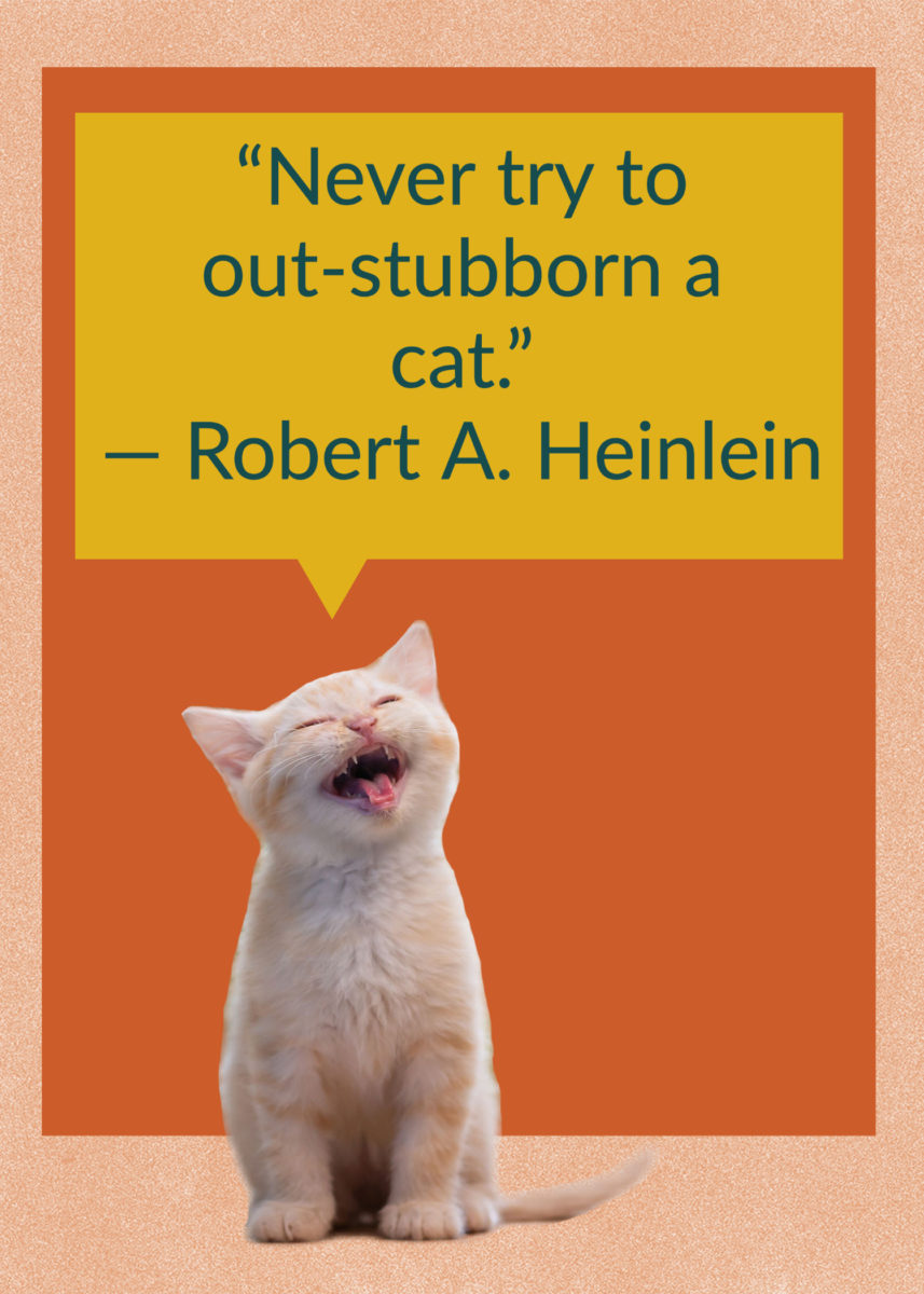 50 Quotes About Cats That Fans of Felines Will Love