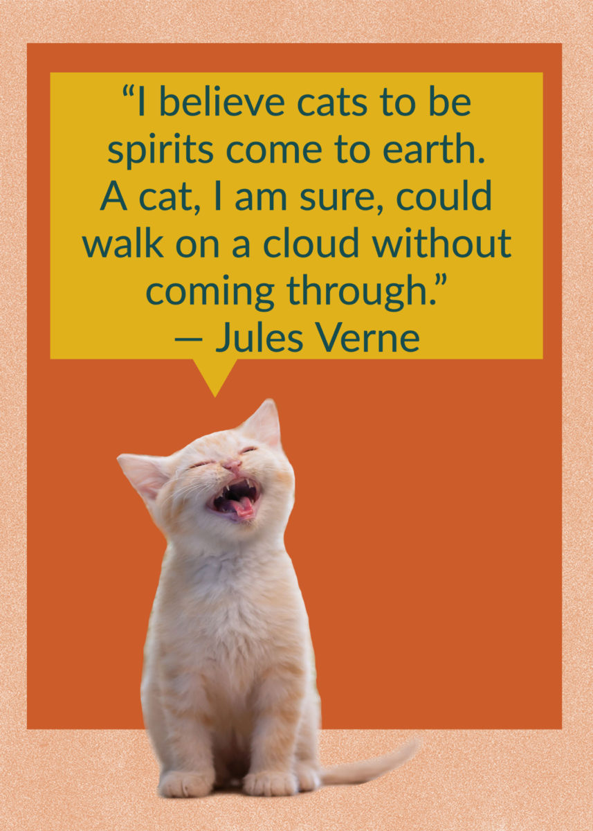 50 Quotes About Cats That Fans of Felines Will Love