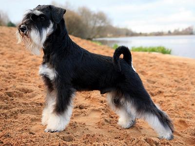 Longest-Living Dog Breeds