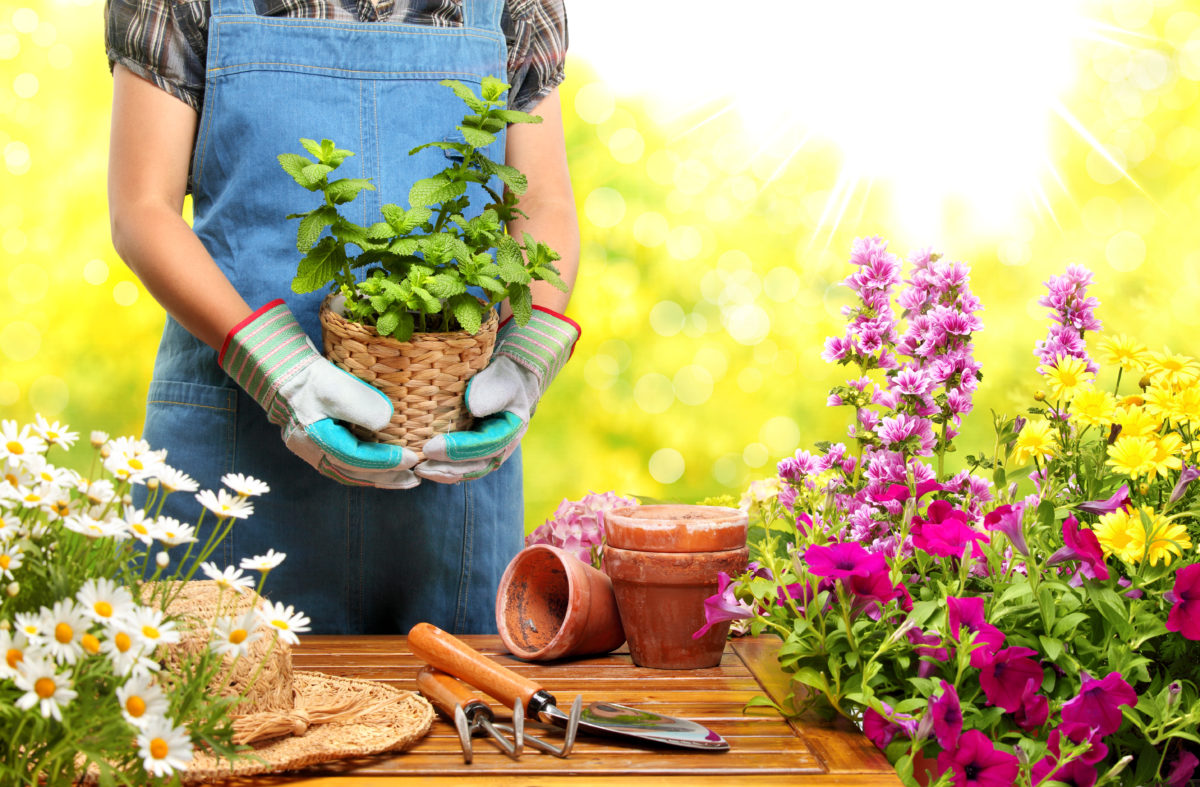 Things You Should Know Before Starting a Garden