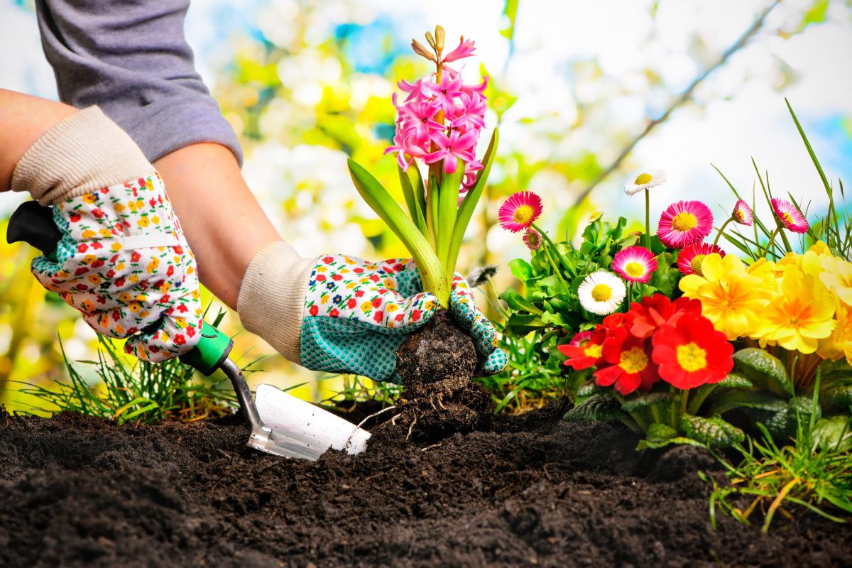 Things You Should Know Before Starting a Garden | As a token of our appreciation for the gardening community, we're sharing some of our best tips for beginners who are starting a garden for the first time.